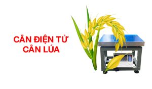 Cân điện tử cân lúa